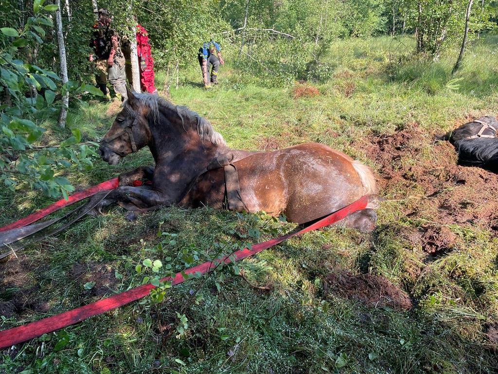 9 koni wpadło do bagna. Na pomoc ruszyli strażacy