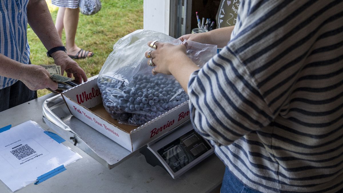 Kolejne zakażenia WZW A wywołane polskimi borówkami.