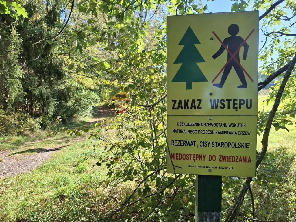 Wierzchlas: Co z rezerwatem cisów? Zakaz wstępu od kilku lat. Czy już zawsze tak będzie?