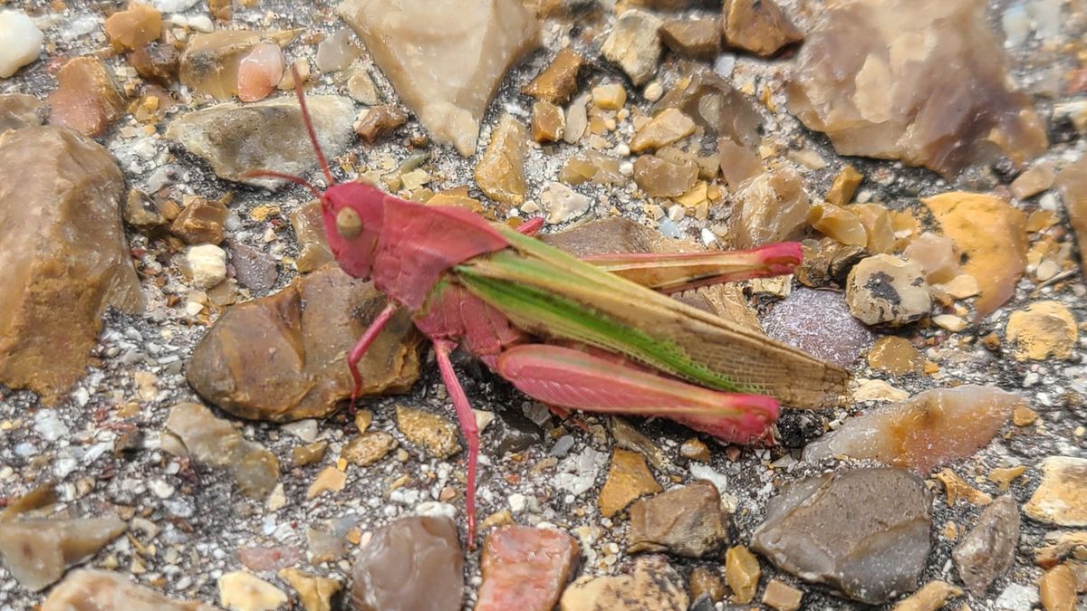 Różowe koniki polne to rzadkość.