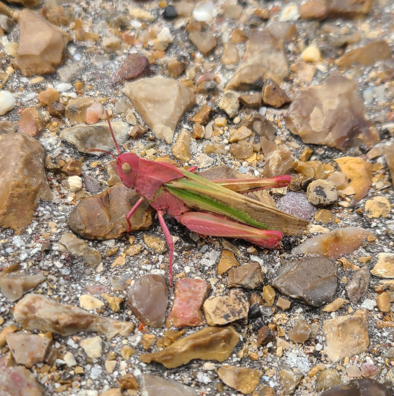 Ekstremalnie rzadki różowy konik polny znaleziony w trawie. Skąd ta barwa?