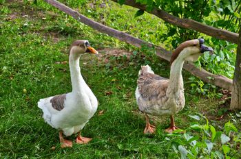 Rezerwat Gęsi Bastion uratowany. Myśliwi są przeciwni
