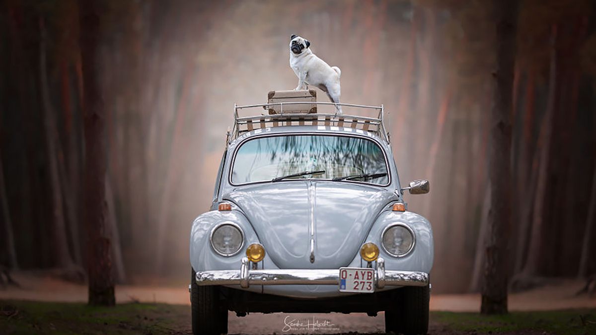 Psy, które kochają stare samochody. Urocze zdjęcia pupili 1