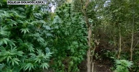 Miał 7 kg marihuany i 420 porcji amfetaminy. Ogromna plantacja narkotyków na Dolnym Śląsku