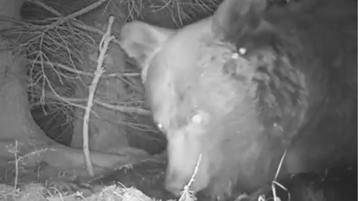 zdjęcie poglądowe/ kadr z fotopułapki