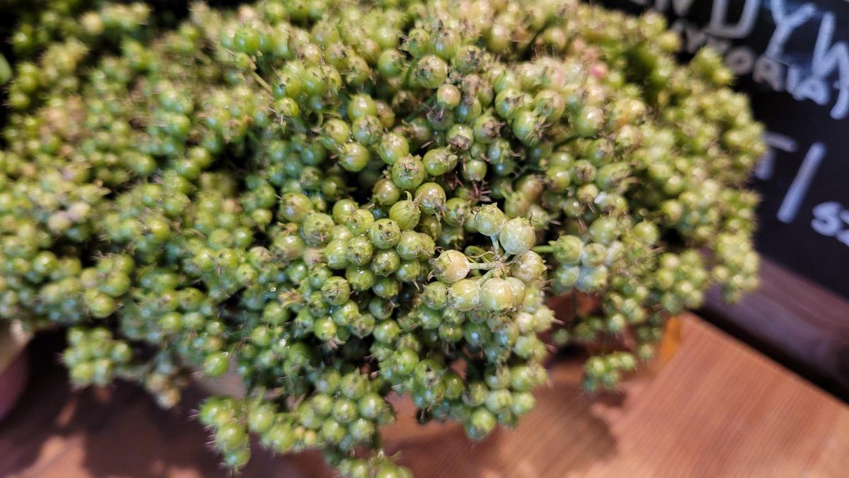 Świeże owoce kolendry warto wykorzystać w kuchni