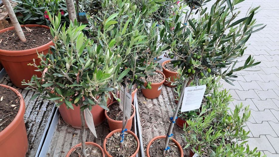 Drzewka oliwne to najchętniej kupowane rośliny do nowoczesnych ogrodów.