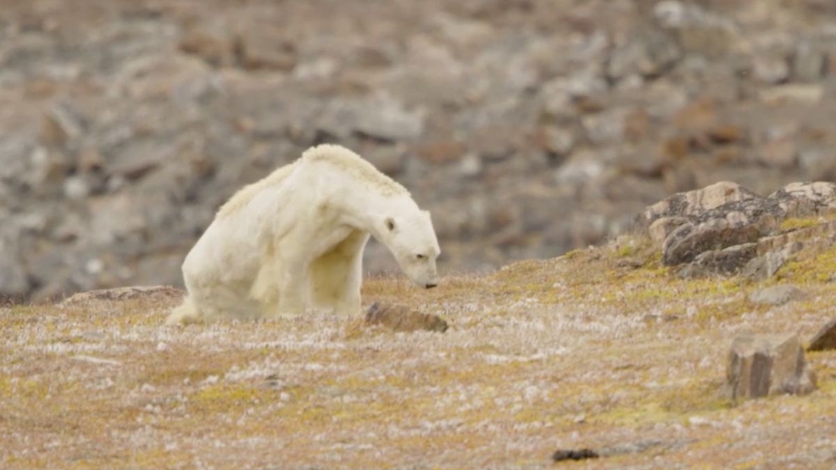 "Posunęliśmy się za daleko" oświadcza National Geographic w sprawie głodującego niedźwiedzia 1