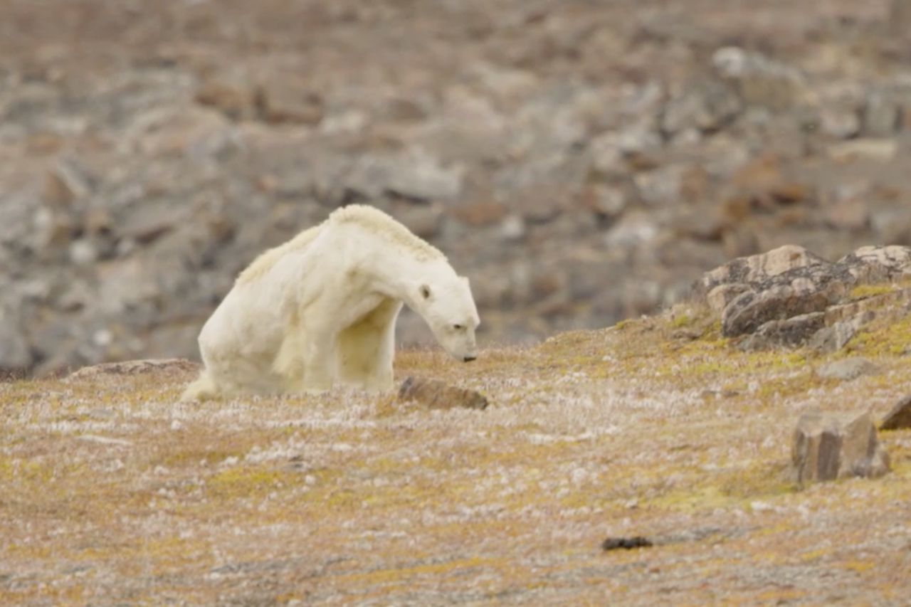 "Posunęliśmy się za daleko" oświadcza National Geographic w sprawie głodującego niedźwiedzia