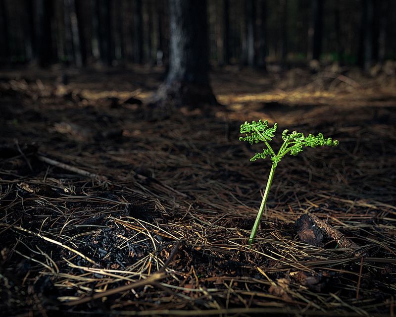 Znamy zwycięzców konkursu International Garden Photographer of the Year 2016 27