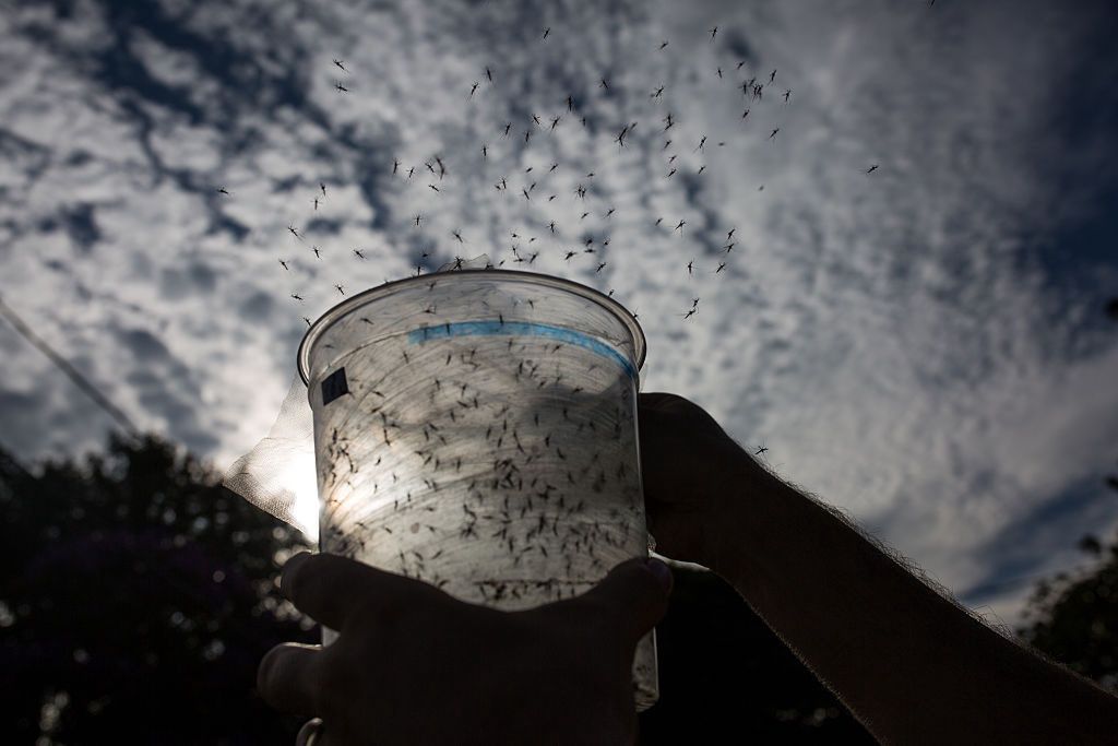 USA. Genetycznie zmodyfikowane komary zostaną wypuszczone na wolność