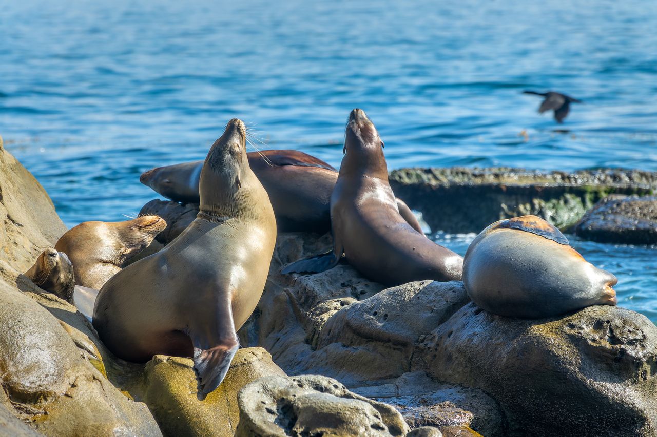 A group of sea lions off the coast of California (illustrative photo)