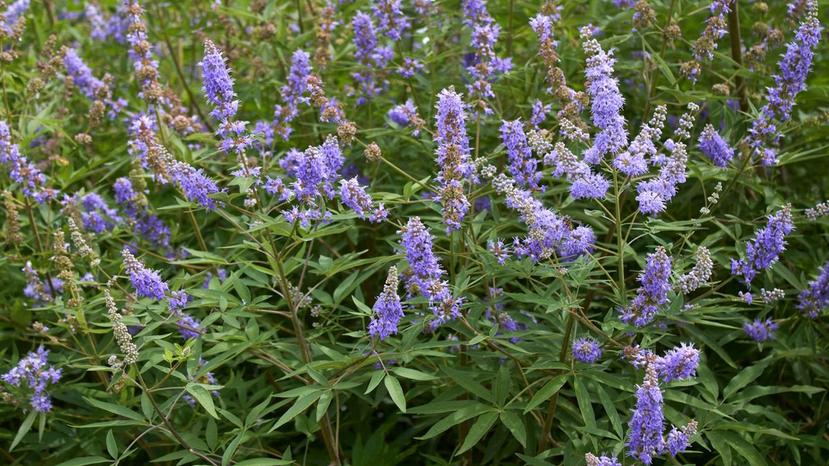 Niepokalanek pospolity to roślina lecznicza, która dobrze wpływa na organizm kobiety