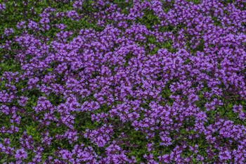 Zamiast trawnika posadź to. Prawie bez koszenia i podlewania