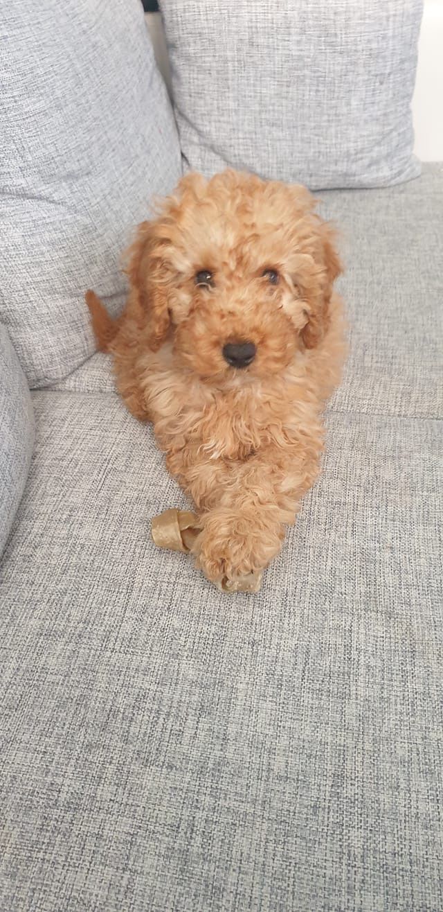 

Dzień Kundelka na Pudelku!