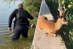 Tony oleju w Dnieprze. Dramat zwierząt na zalanych rejonach