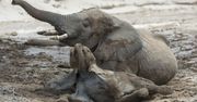 Nie żyją 154 słonie. Tajemnicza tragedia w Afryce