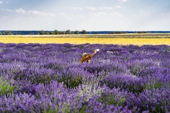 VIII Festiwal Lawendy. Najpiękniejsza kujawska Prowansja w pełnym rozkwicie