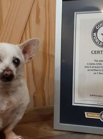 Najstarszy pies świata. "Księga Rekordów Guinnessa" uznała wyższość Spike'a