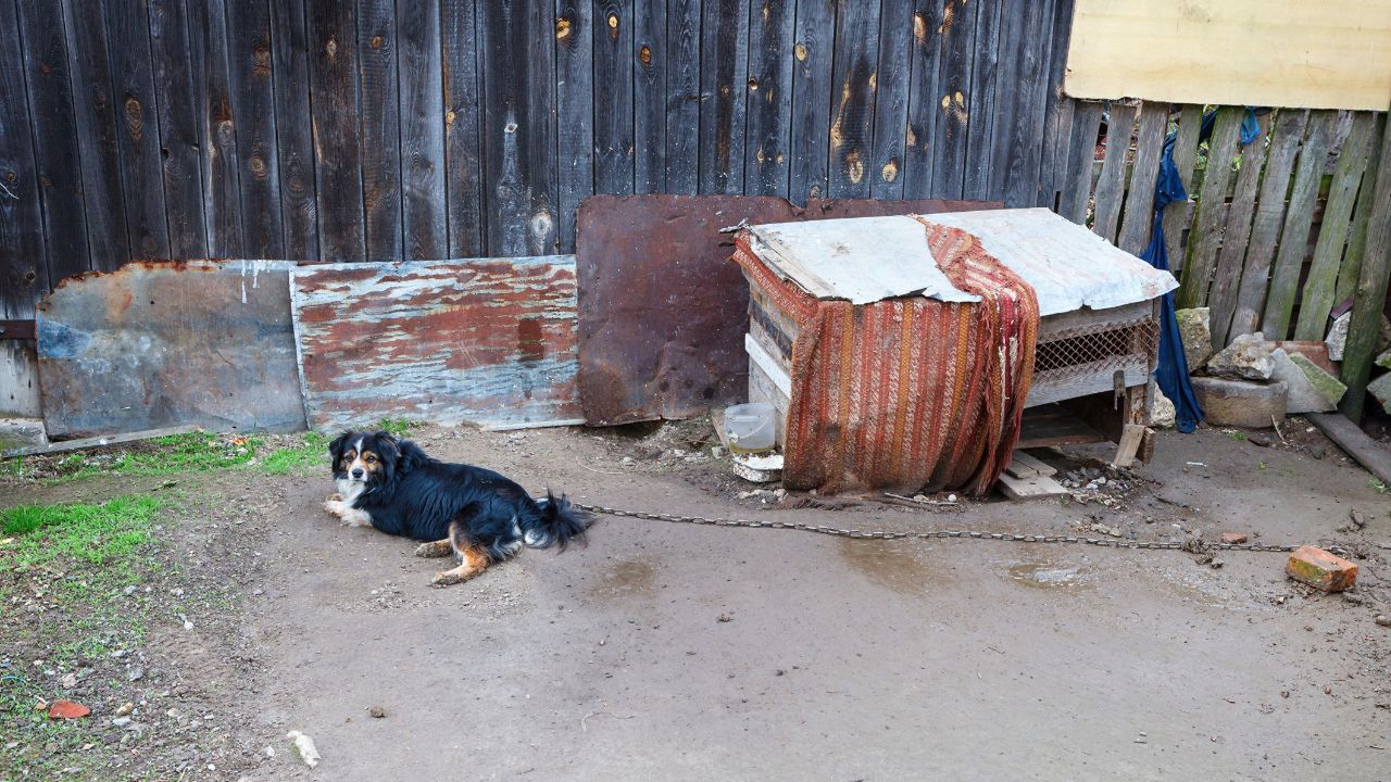 Sejm: posłowie nie odrzucili weta prezydenta Karola Nawrockiego w sprawie ustawy łańcuchowej!