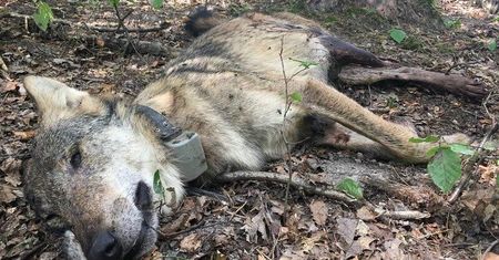 Udało się ustalić, kto zastrzelił wilka z Roztoczańskiego Parku Narodowego