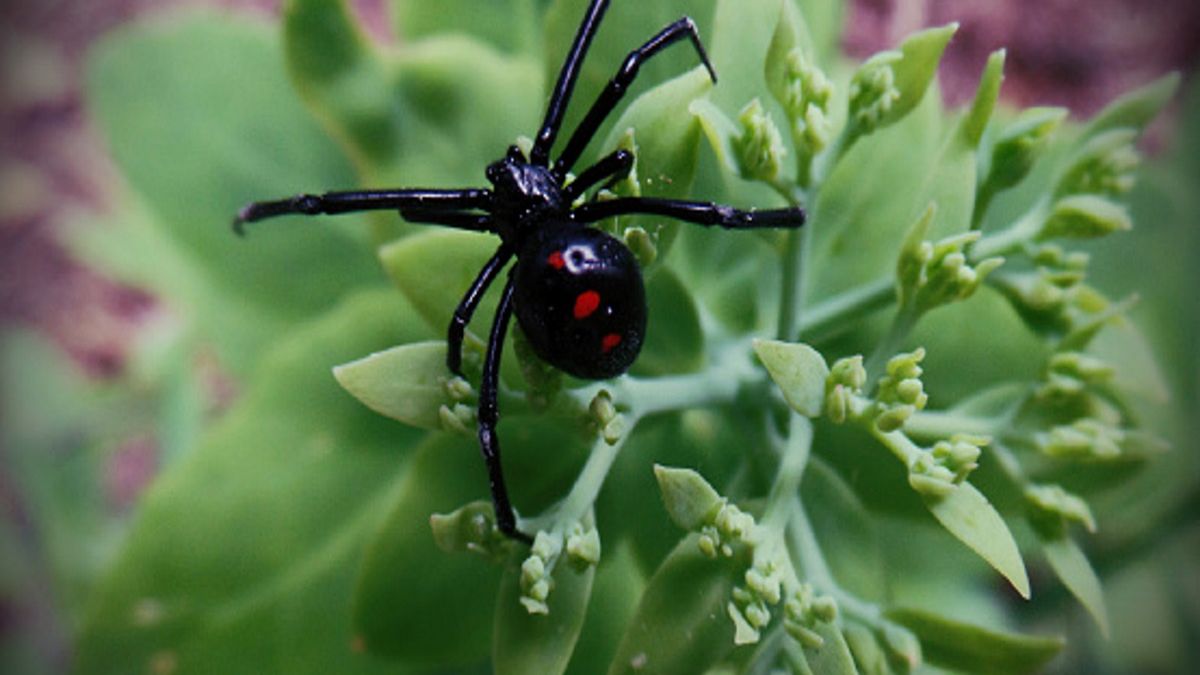Dzieci celowo sprowokowały groźnego pająka do ich ukąszenia