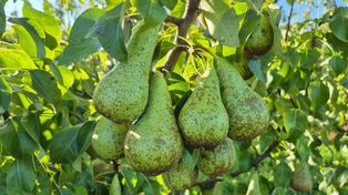 Dobre plony gruszek w Polsce. Europa zbiera mniej – rynek się otwiera