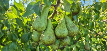 Dobre plony gruszek w Polsce. Europa zbiera mniej – rynek się otwiera