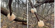 Znalazła to w lesie. Wiele osób nie może się nadziwić
