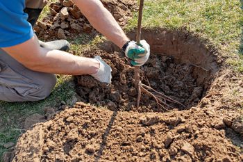 Dzień Drzewa. Zielone święto przypominające o naszej odpowiedzialności