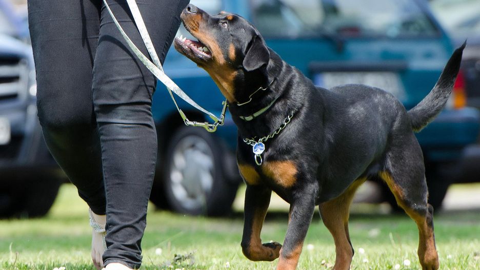 Interwencja policji uratowała cztery zaniedbane zwierzęta.