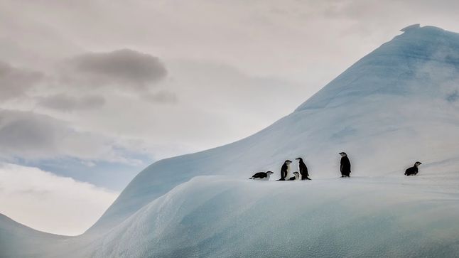 „Odpoczynek", Antarktyka.