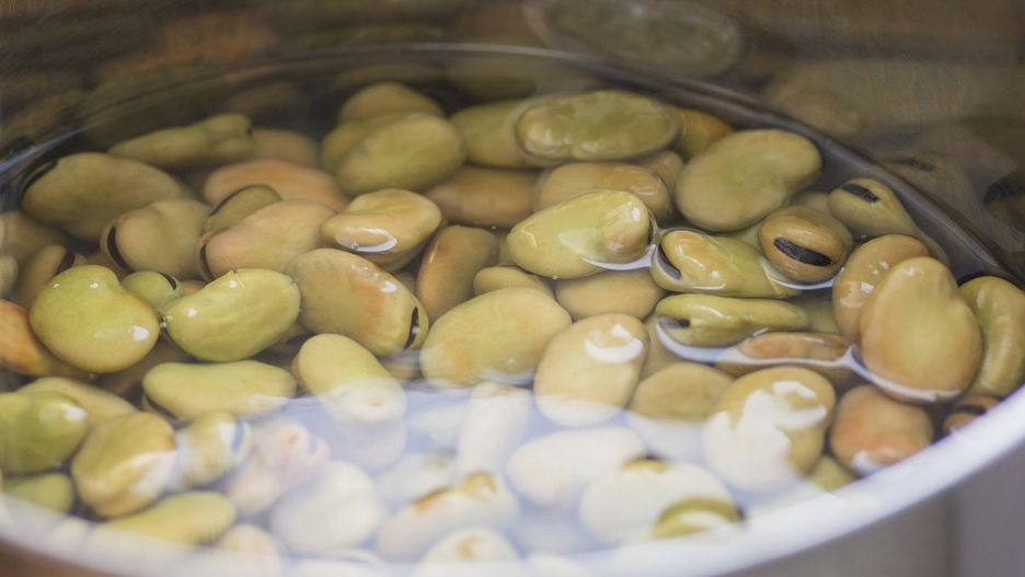 Top view of dried Broad Beans (Vicia Faba) soaked in water in a pot, before cooking