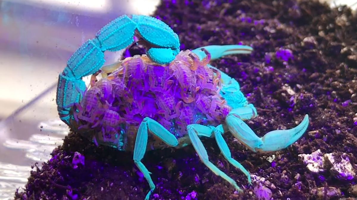 Zjawiskowa natura na filmie. To nie jest science-fiction 1