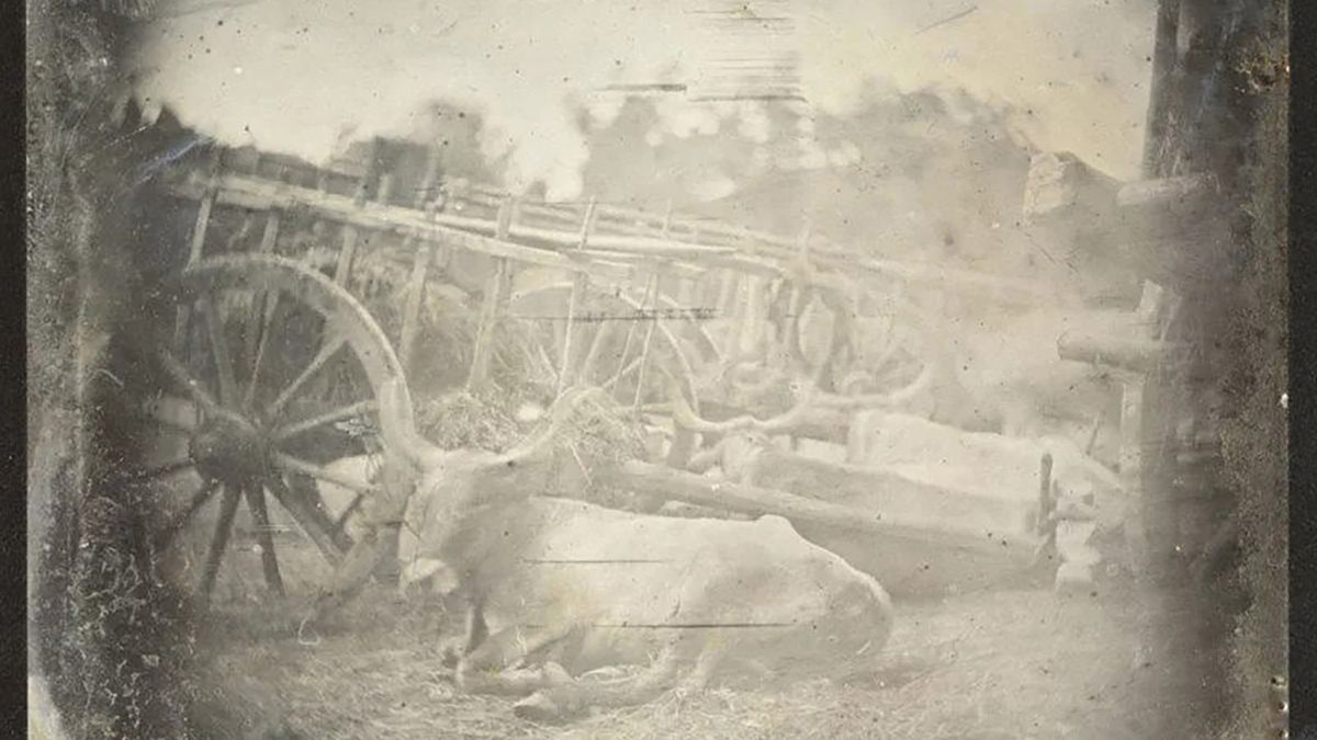 Najstarsze znane zdjęcie zwierzęcia zostało zrobione w Rzymie 1