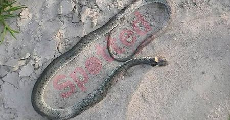 Informacje od czytelników: Węże nad Zalewem Zemborzyckim
