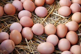 Polska jest jednym z największych eksporterów jaj w Unii. To zasługa dwóch województw