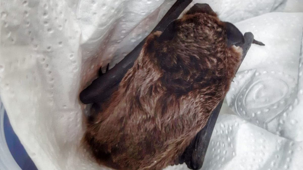 Nietoperz w prezencie imieninowym