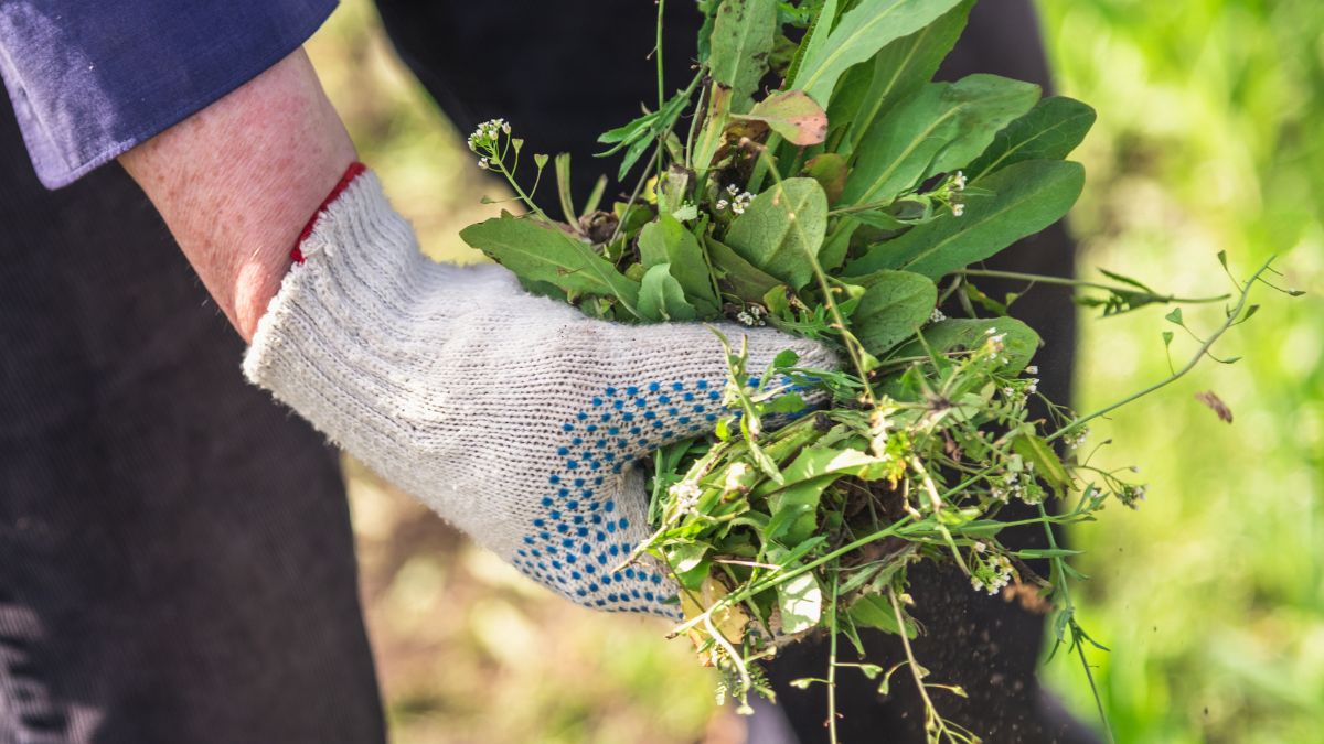 Pędy chmielu w Polsce rosną dziko 
