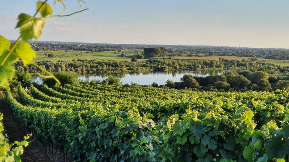 Winnica Nadwiślańska zachwyca położeniem