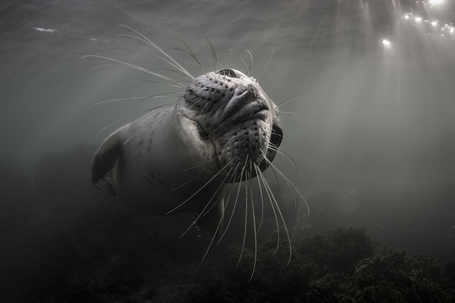 Takiego świata nie znacie. Oto najpiękniejsze zdjęcia podwodne w konkursie Underwater Photographer of the Year 2017 20