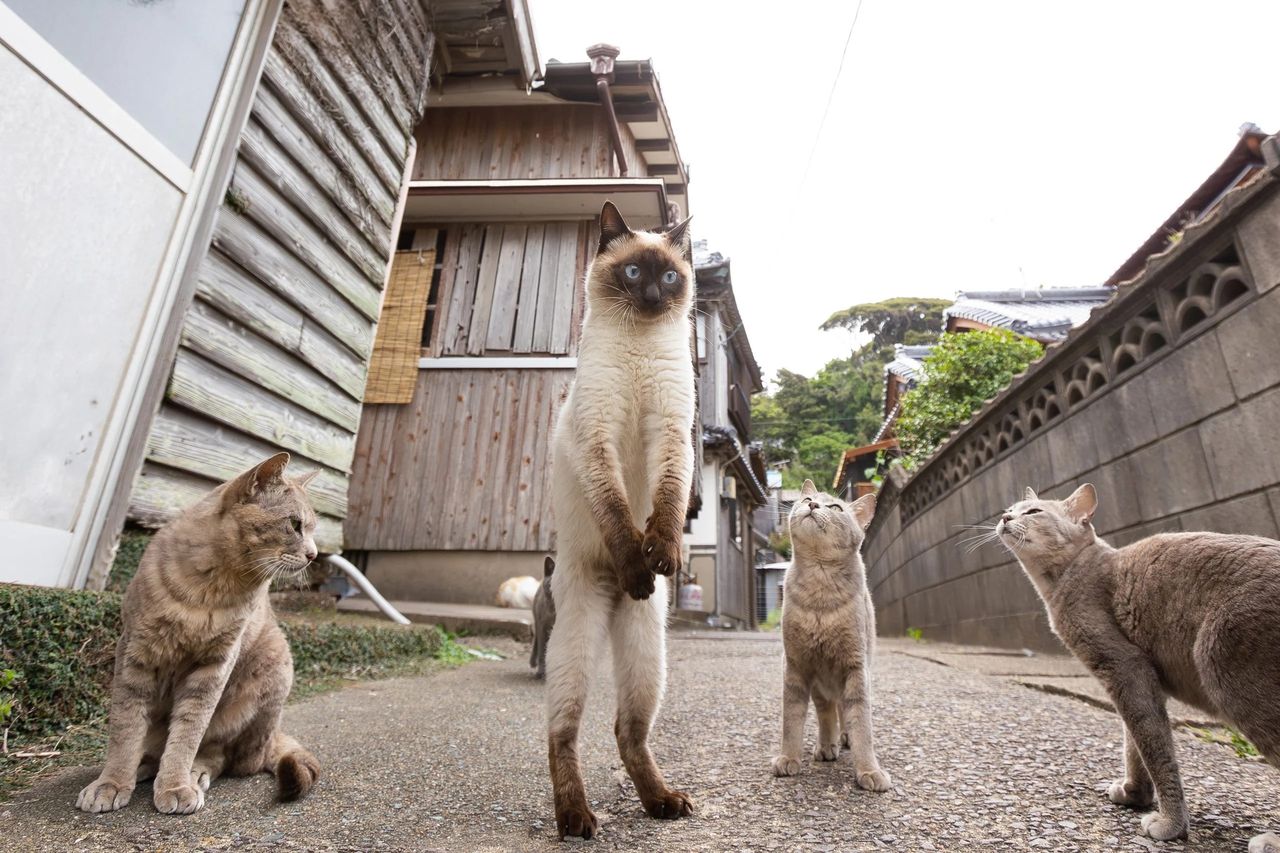 Zdjęcie finalisty konkursu Comedy Pet Photo Awards.