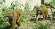 Dramat 12 zwierząt w Niemczech. Nakarmiono nimi lwy
