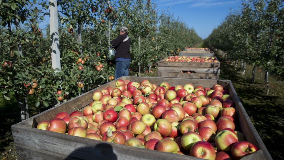 Producenci jabłek to kolejna grupa rolników, którzy nie są zadowoleni z cen w skupach