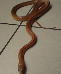 Sosnowiec. Chwile grozy, kolejny wąż w rękach straży miejskiej