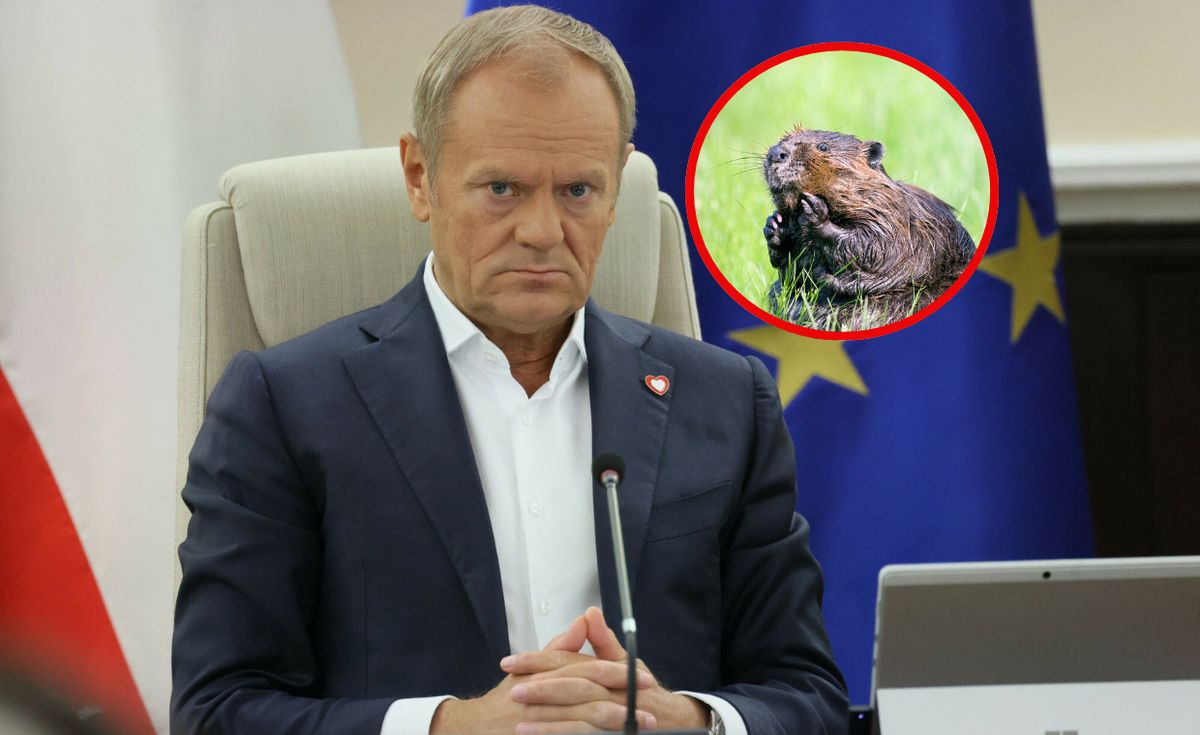  "Będzie dobrze panie bobrze". Tusk uspokaja, rząd ma pomysł