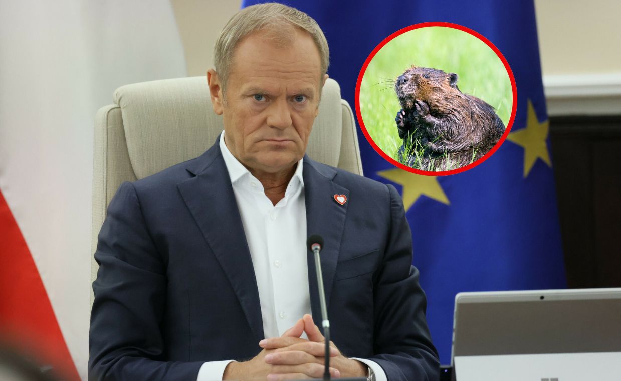 Wraca temat bobrów. Tusk się tłumaczy