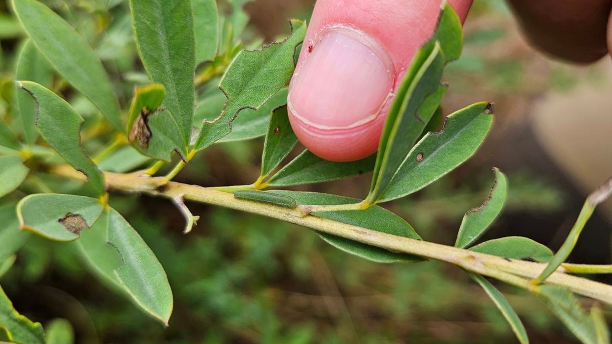 Szlaczkoń szafraniec