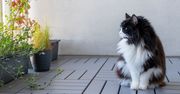 Masz balkon? Tak przygotujesz bezpieczną przestrzeń dla kota