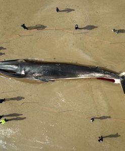Martwy wieloryb na plaży. Turyści robią sobie z nim selfie